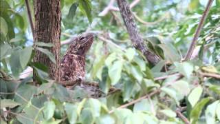 Great Potoo [upl. by Eeral703]