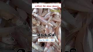 காசிமேடு மீன் விலை மீன் ஏலம் price on 171124 I Kasimedu Fish price Indias Biggest Fish Market [upl. by Lesab]