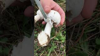 Agaricus arvensis OTTIMO🍴  Pillole di Micologia  Conoscere i Funghi con Giacomo Jack IspMicologo [upl. by Stafford124]