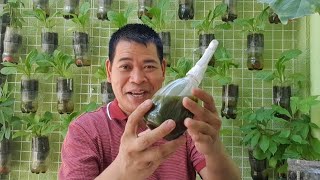 HOW TO MAKE OREGANO PESTICIDE PANTABOY NG UOD [upl. by Carmelo610]