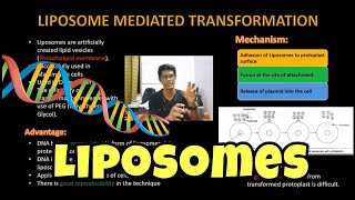 Liposome Mediated Transformation  Genetic Engineering  English  Gene Transfer  ThiNK VISION [upl. by Misak]