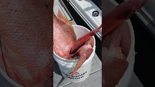 Bucket FULL Fishing Charter Trip in The Florida Keys [upl. by Hahsi]