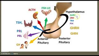 Circumventricular organs Blood Brain Barrier part 3 Hypothalamus hypophyseal system USMLE minute [upl. by Naerad]