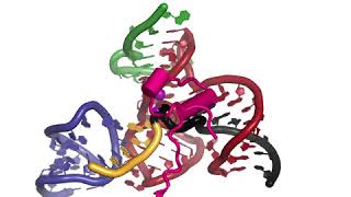 RNA Splicing by the Spliceosome Supplemental Video 4  Spliceosome activation [upl. by Ellynn]