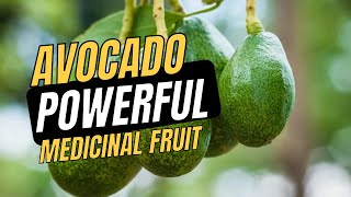 Avocado Properties and Medicinal Use [upl. by Babb630]