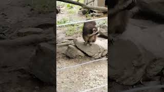 Cute Racoons cuteanimals cute animals nature [upl. by Birdella]