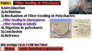 Filter feeding in polychaeta  Nutrition and digetion in Annelida  filter feeding in chaetopterus [upl. by Egidio]