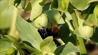 2024 mars un bourdon butine des hellébores fétides en forêt hautmarnaise bombus [upl. by Arodal]