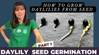 HOW TO GROW DAYLILY PLANTS FROM SEED VIDEO SERIES  PART 1 GERMINATION PROCESS [upl. by Atahs]