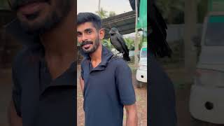 നമ്മളെ പുതിയ ചെക്കൻ എങ്ങനെയുണ്ട്  shimil  malappuram  birds  viralvideo shorts birds [upl. by Padraig]