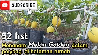 Menanam melon golden di polybag di halaman rumah [upl. by Elinad866]