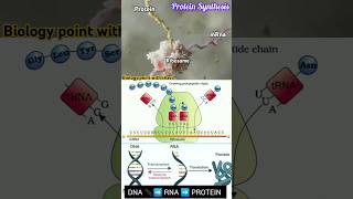 🔴 Protein Synthesis 🧬🤯🎯 biologynotes NEET  CBSE Translation [upl. by Nelda290]