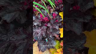 Heuchera for 2025 gardening [upl. by Dita]