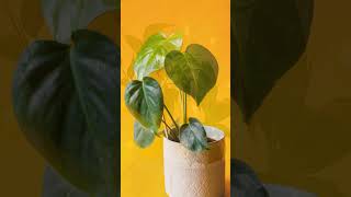 Top Benefits of Growing a Money Plant  Air Purifier amp Good Luck Charm ☘️🔥moneyplant indoorplants [upl. by Mauri]