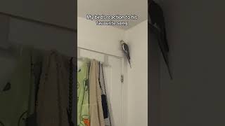 Cockatiel sings September by Earth Wind amp Fire🤣🪩 What a groovy bird🕺 [upl. by Viki332]