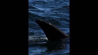 Puerto Madryn Pingüinos y ballenas en Argentina viajarsolo travel guiadeviaje planificatuviaje [upl. by Dygall]