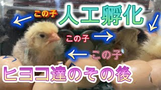 【ちゃんと育った？】 人工孵化で孵ったヒヨコ達 34 [upl. by Dyrraj543]