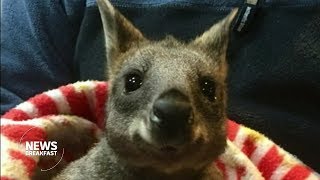 Orphaned wallaby finds new home with Victoria Police [upl. by Lempres]