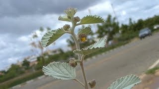 Malva Branca  Planta do Sertão [upl. by Calise]