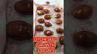 HOW GROW SEED OF LITCHI FRUIT IN BOX [upl. by Akinohs]