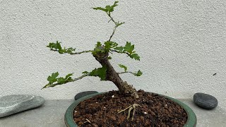 Shaping a Hibiscus syr quotDuc de Brabantquot in bonsai [upl. by Marozas]