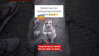 YOQGAN BOLSA OBUNA BOLING 200K OZ QOLDI 👍❤️ shorts tiktok reels funny istagram rek like 1m [upl. by Aldo]