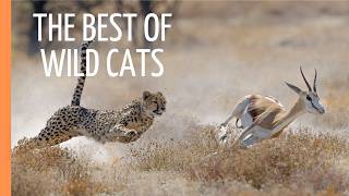 Cheetahs Masters of Speed and Stealth  Full Documentary [upl. by Bremer990]