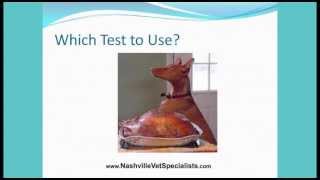 Cushings Disease Treatments in Veterinary Medicine Nashville Veterinary Specialists [upl. by Enneiluj]