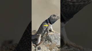 Meet the Gila Monster Natures VenomousMarvelshorts [upl. by Sad]