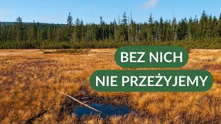 Szansa na RATUNEK dla świata  mokradła bagna i torfowiska [upl. by Neroled]