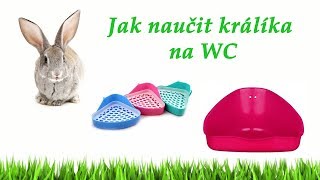 Jak naučit králíka na WC mimo klec BGP [upl. by Suu]