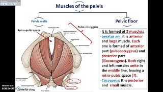 Overview of Pelvis 2  Muscles of Pelvis  DrAhmed Farid [upl. by Lerrehs]