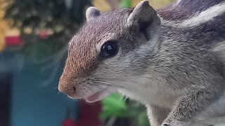 Squirrel Sound  Squirrel fight BiswajitNatureDiary [upl. by Hickey]