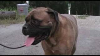 BULLMASTIFF OUR BUSTER [upl. by Marielle518]