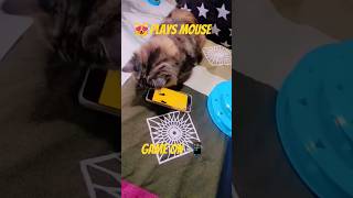 😻Cat Plays Mouse Game On mobile 📲🐀😺ytshorts cat cocolove shorts cococatshotsfeed [upl. by Iddet]