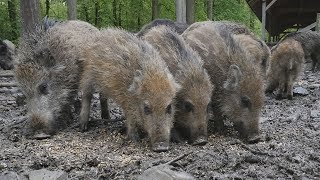 Wenn im Weilburger Wildpark der Wuselfaktor steigt [upl. by Auqenaj]