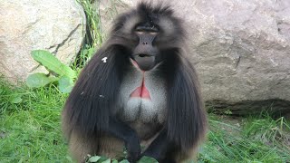 Gelada mannengroep  Gelada baboon male group  Diergaarde Blijdorp 2018 [upl. by Aiem]