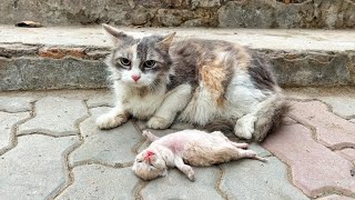 Old mother cats eyes filled with tears as she watching her poor kitten struggle to survive [upl. by Halland]