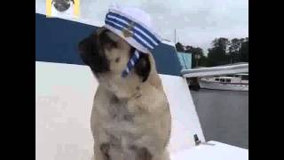 Pug de viaje en Barco  Doug the Pug [upl. by Niattirb]