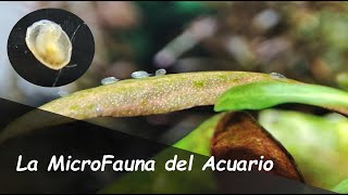 Vida Microscópica o Microfauna de los Acuarios [upl. by Ylrebmi]