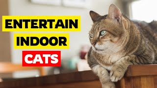 10 Ways to Entertain Your Indoor Cats [upl. by Leinehtan852]