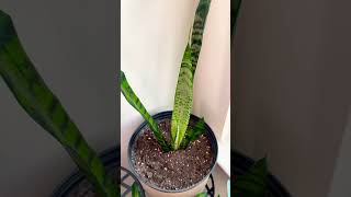 Snake plant propagating new baby leaves started coming 🌱🌱 [upl. by Armando629]