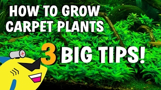 3 AQUARIUM CARPET PLANT TIPS How To Grow Carpeting Plants BETTER [upl. by Noteek755]