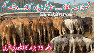 Low Cost Rate Sahiwal Cholistani Calf  Low Investment Business Ideas  Parofitable Business Plan [upl. by Gracye]