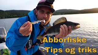 Abborfiske  Fisketips med jigg  Hvordan rense flå og tilberede abbor  Perch fishing and cooking [upl. by Hcirteid]