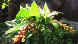 2015 10 13 馬酔木 あせび 盆栽 Japanese Andromeda Pieris Japonica Leaf Bonsai [upl. by Nirik]