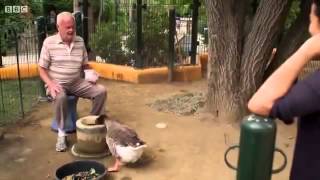 animal odd couples Full documentary 2013 [upl. by Naitsirhc]