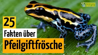 25 SteckbriefFakten über Pfeilgiftfrösche  DokuWissen über Tiere  für Kinder [upl. by Edroi]