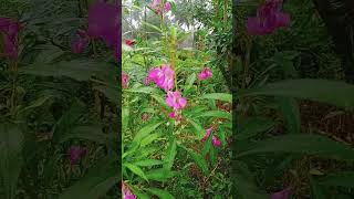 Impatiens balsamina [upl. by Anilas]