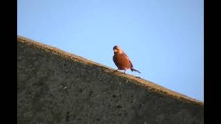 Gray crowned Rosy Finch call note 1 [upl. by Shult]